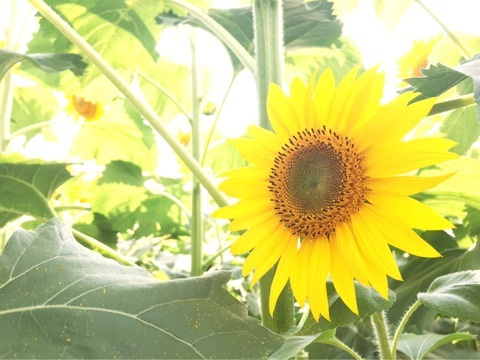 社長が遊んでくれたよ 4年前の記事 英会話研究所