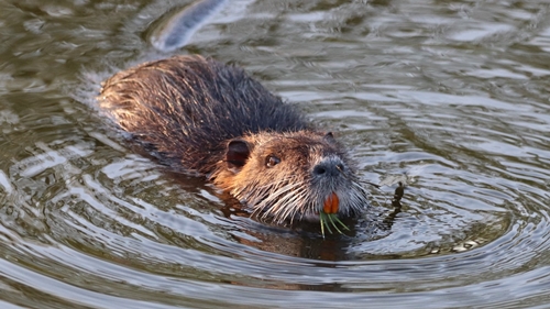 Busy Little Beaver